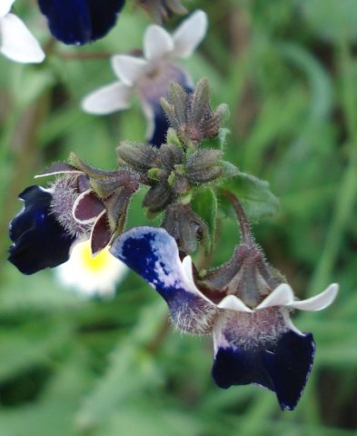 Nemesia barbata beards and buds
